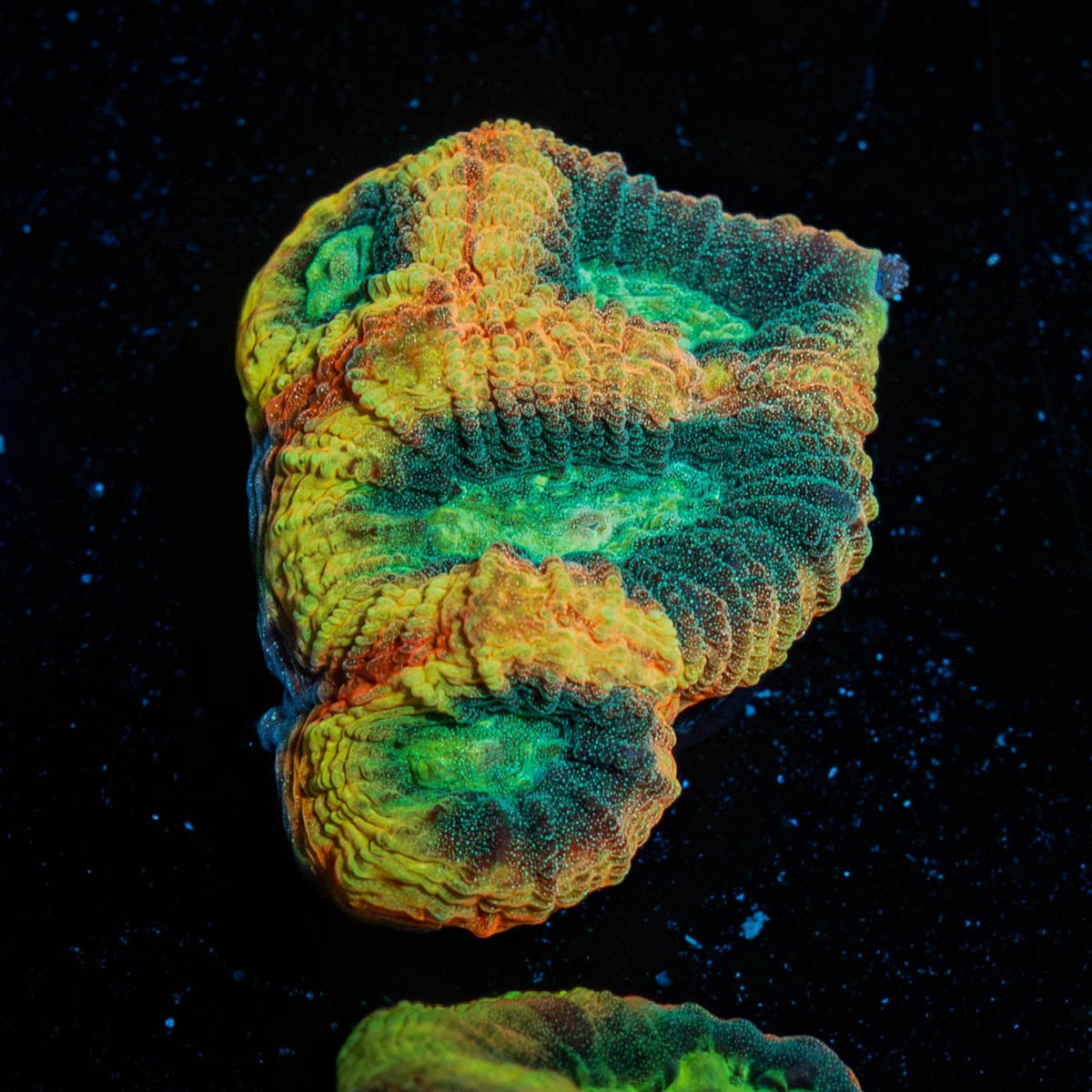 Dragon Slayer Favia - riptide aquaculture llc