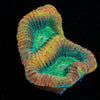 Dragon Slayer Favia - riptide aquaculture llc