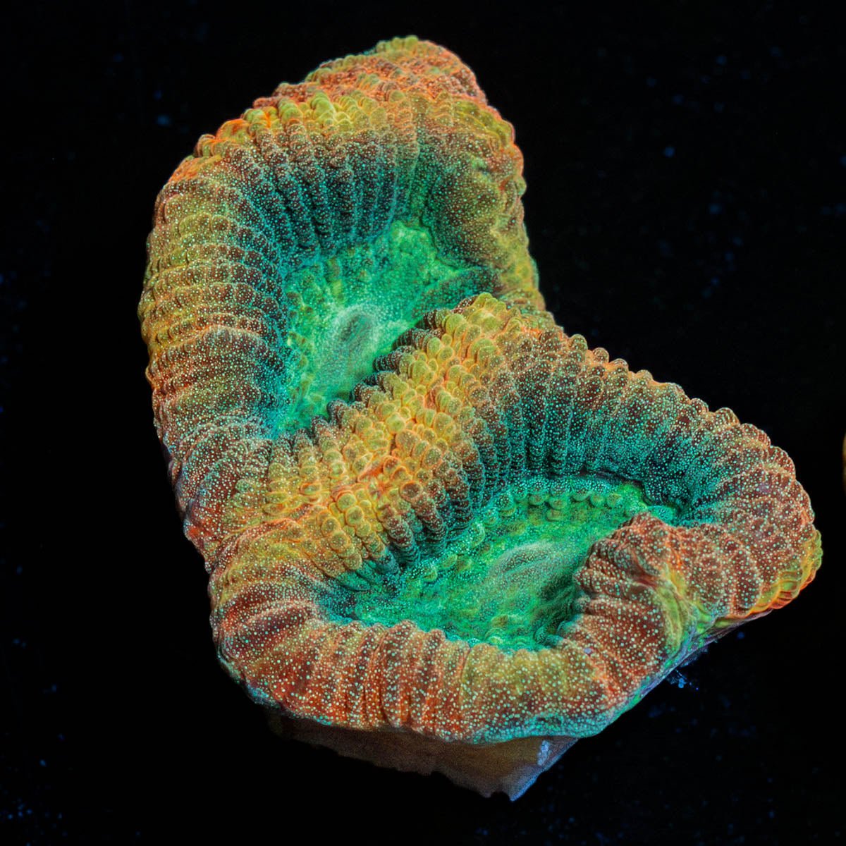 Dragon Slayer Favia - riptide aquaculture llc