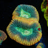 Dragon Slayer Favia - riptide aquaculture llc