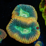 Dragon Slayer Favia - riptide aquaculture llc