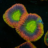 Dragon Soul Favia - riptide aquaculture llc