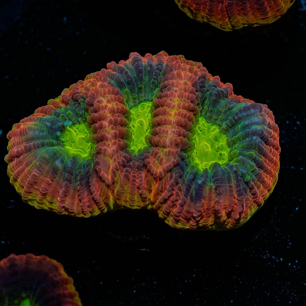 Dragon Soul Favia - riptide aquaculture llc