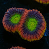 Dragon Soul Favia - riptide aquaculture llc