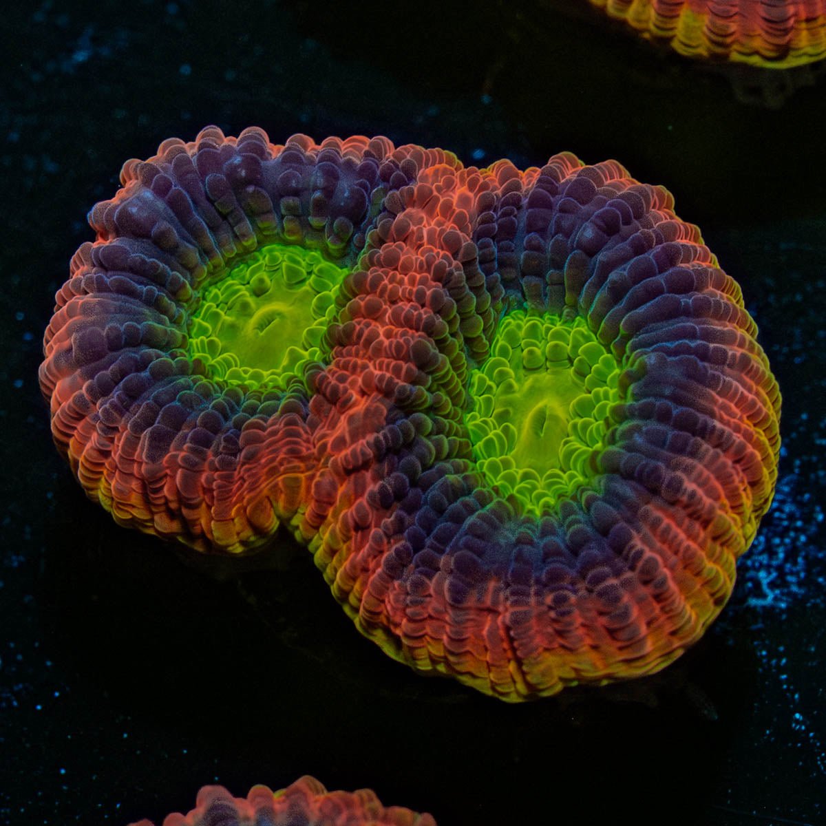 Dragon Soul Favia - riptide aquaculture llc