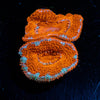 Red Acan / Micromussa - riptide aquaculture llc