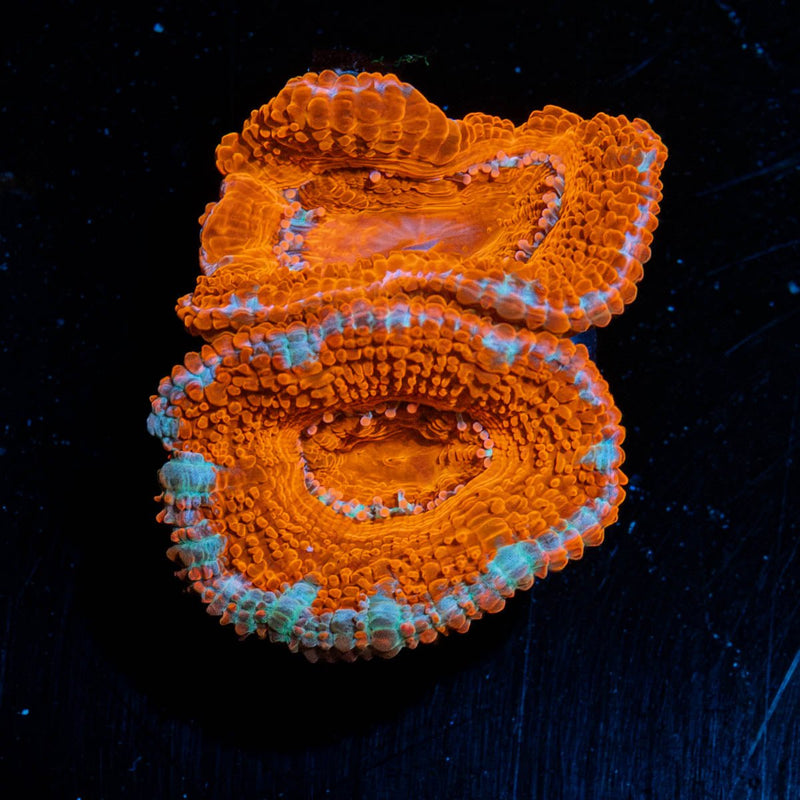Red Acan / Micromussa