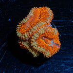 Red Acan / Micromussa - riptide aquaculture llc