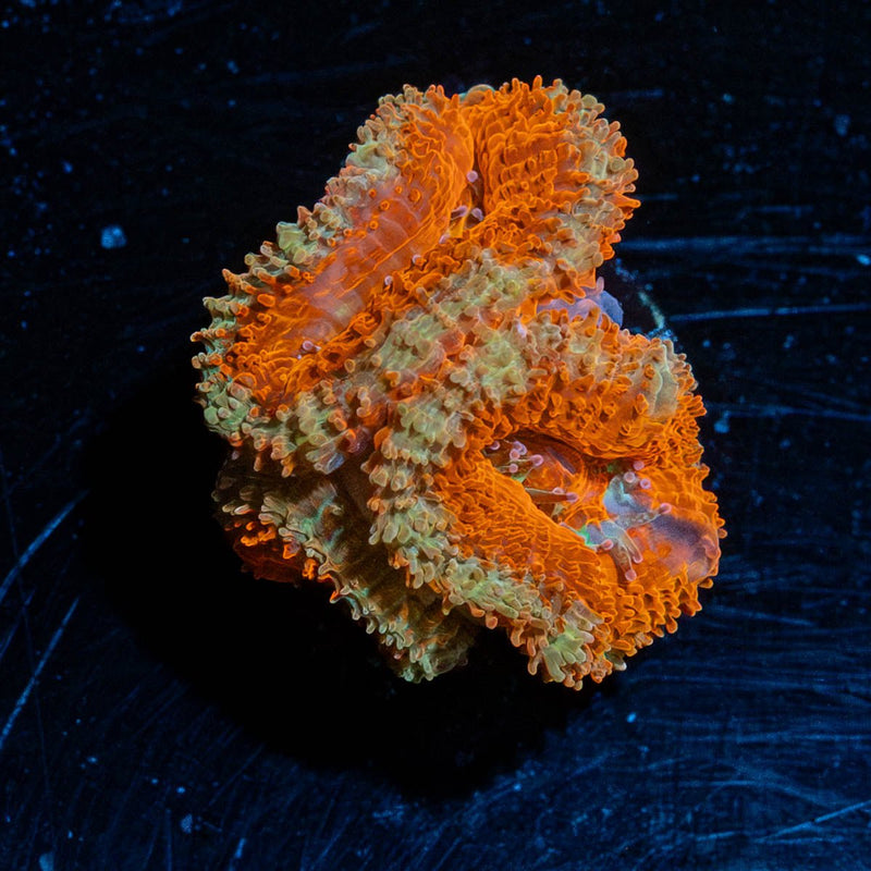 Red Acan / Micromussa