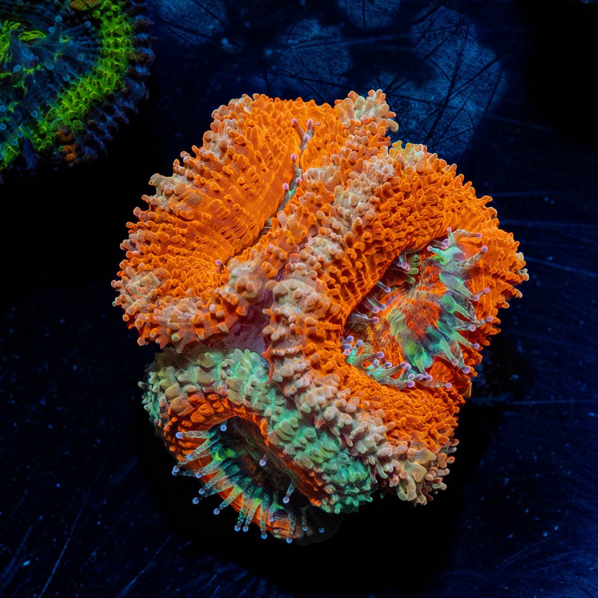 Red Acan / Micromussa - riptide aquaculture llc