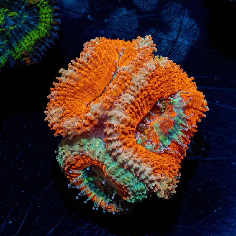 Red Acan / Micromussa