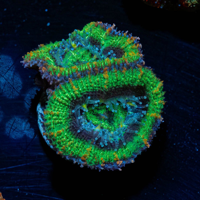 Green Acan / Micromussa