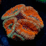Red Acan / Micromussa - riptide aquaculture llc