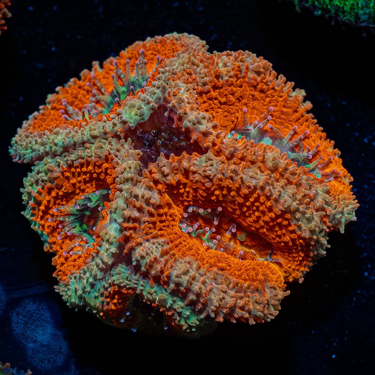 Red Acan / Micromussa - riptide aquaculture llc