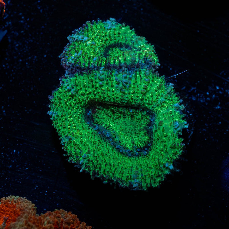 Green Acan / Micromussa