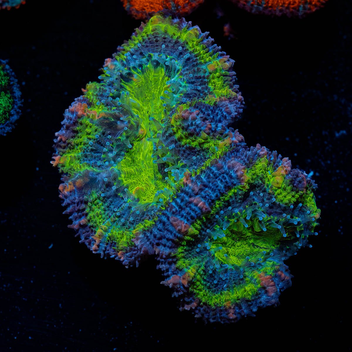 Green Acan / Micromussa - riptide aquaculture llc