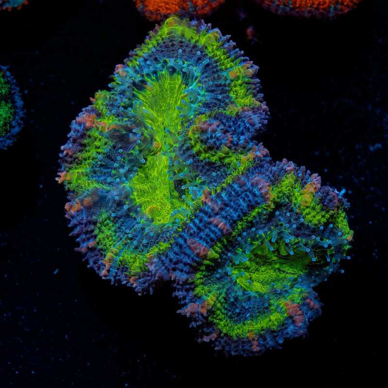Green Acan / Micromussa