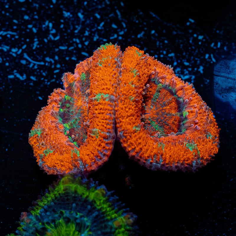 Red Acan / Micromussa