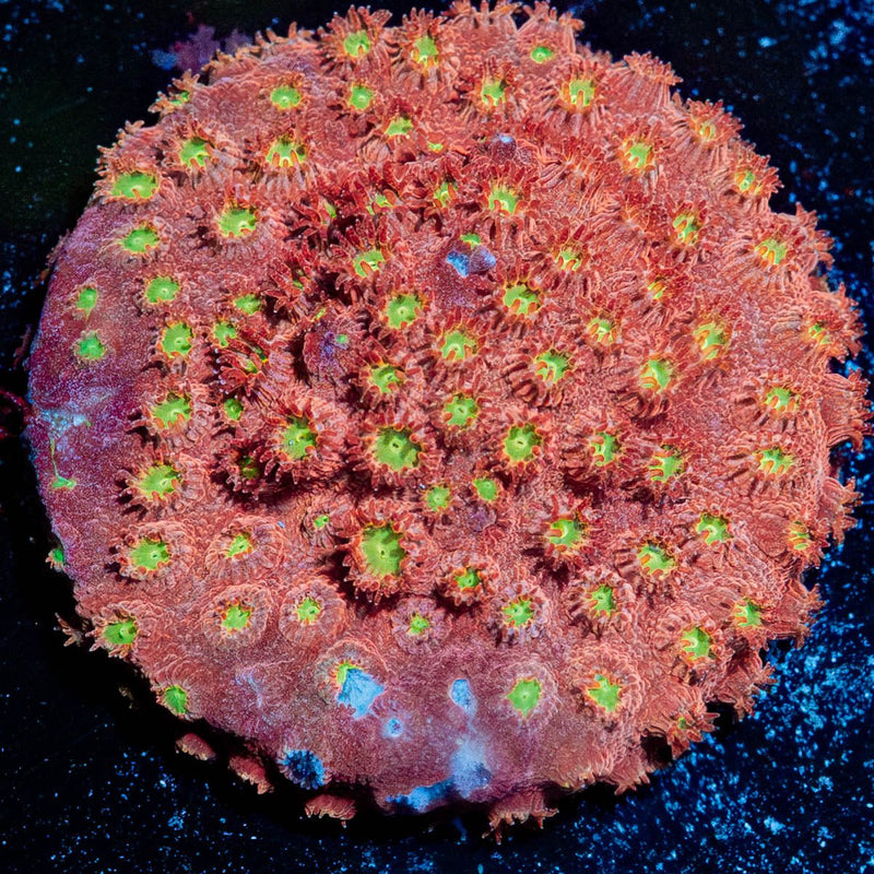Bling Bling Cyphastrea