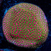 Electric Daisy Stylostinellia - riptide aquaculture llc