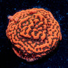 Cherry Tree Montipora - riptide aquaculture llc