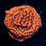 Cherry Tree Montipora - riptide aquaculture llc