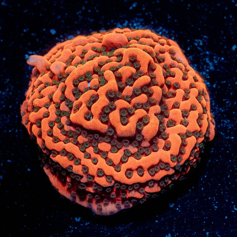 Cherry Tree Montipora