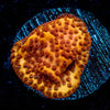 Mega Chrome Montipora - riptide aquaculture llc