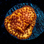 Mega Chrome Montipora - riptide aquaculture llc