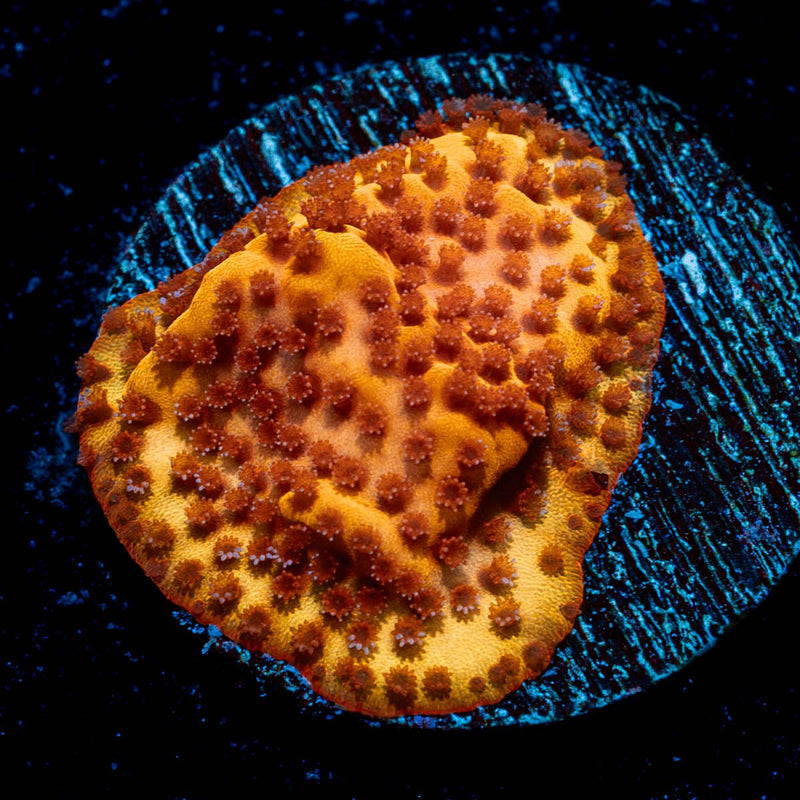 Mega Chrome Montipora
