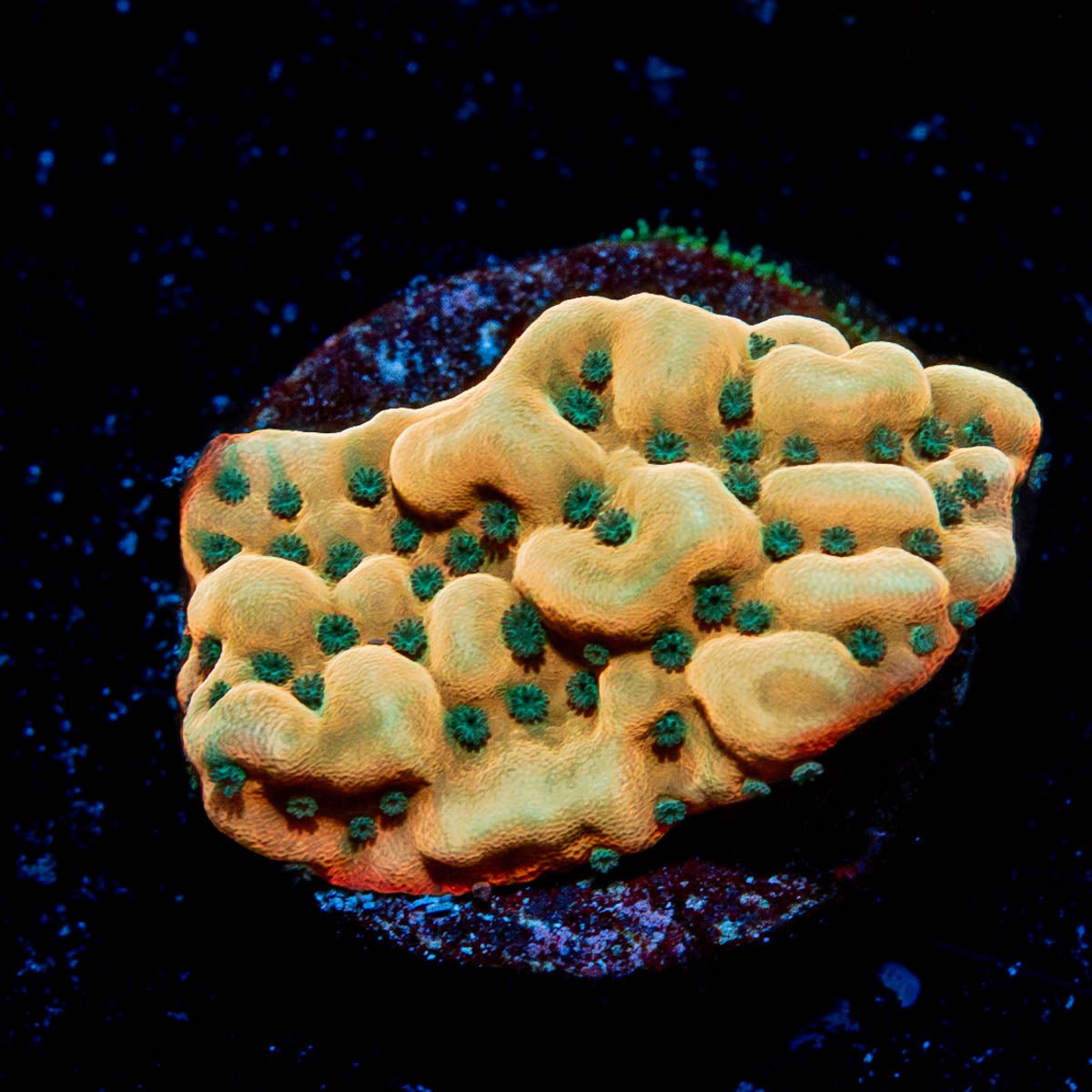 Alter Ego Montipora - riptide aquaculture llc