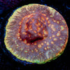 Klepto Lepto - riptide aquaculture llc