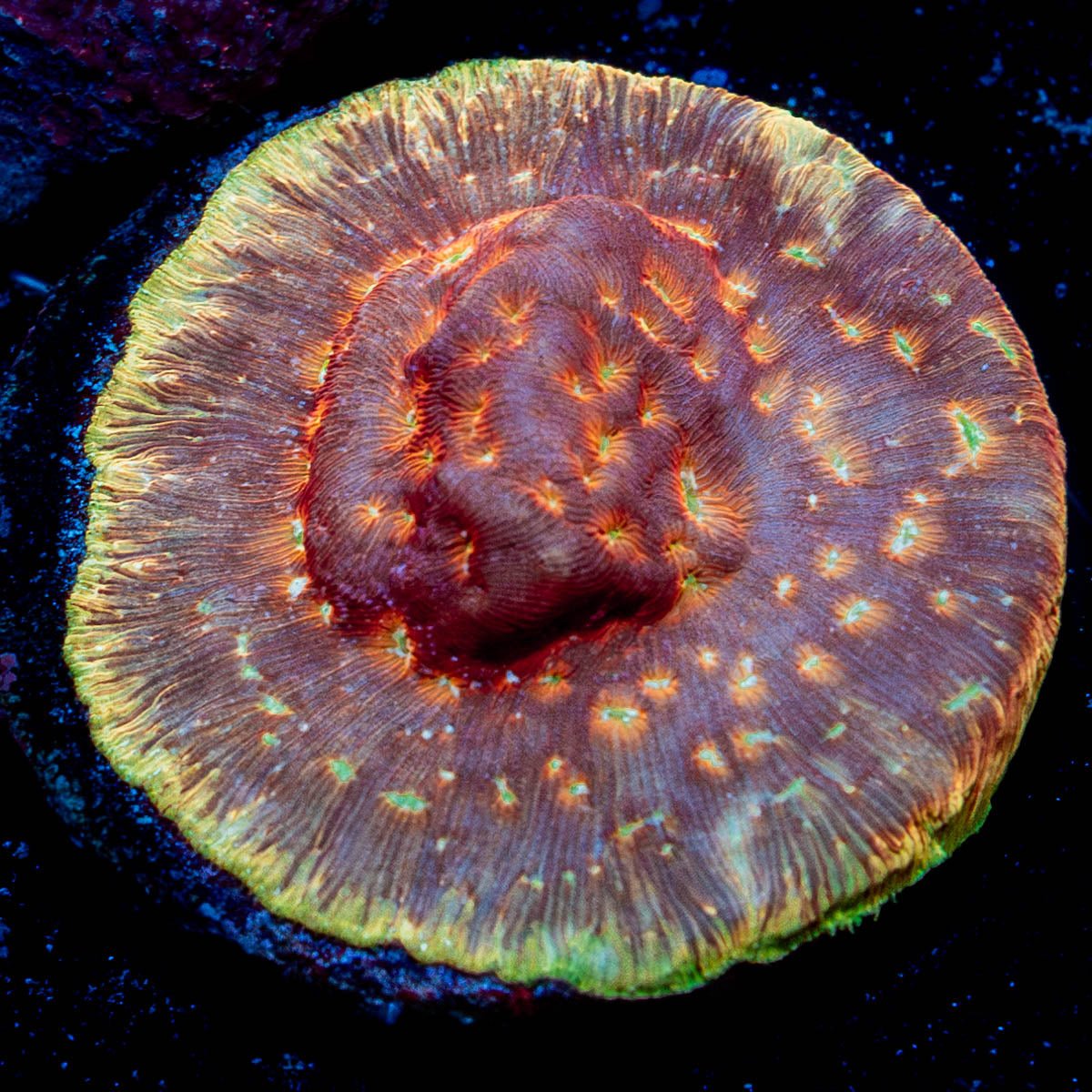 Klepto Lepto - riptide aquaculture llc
