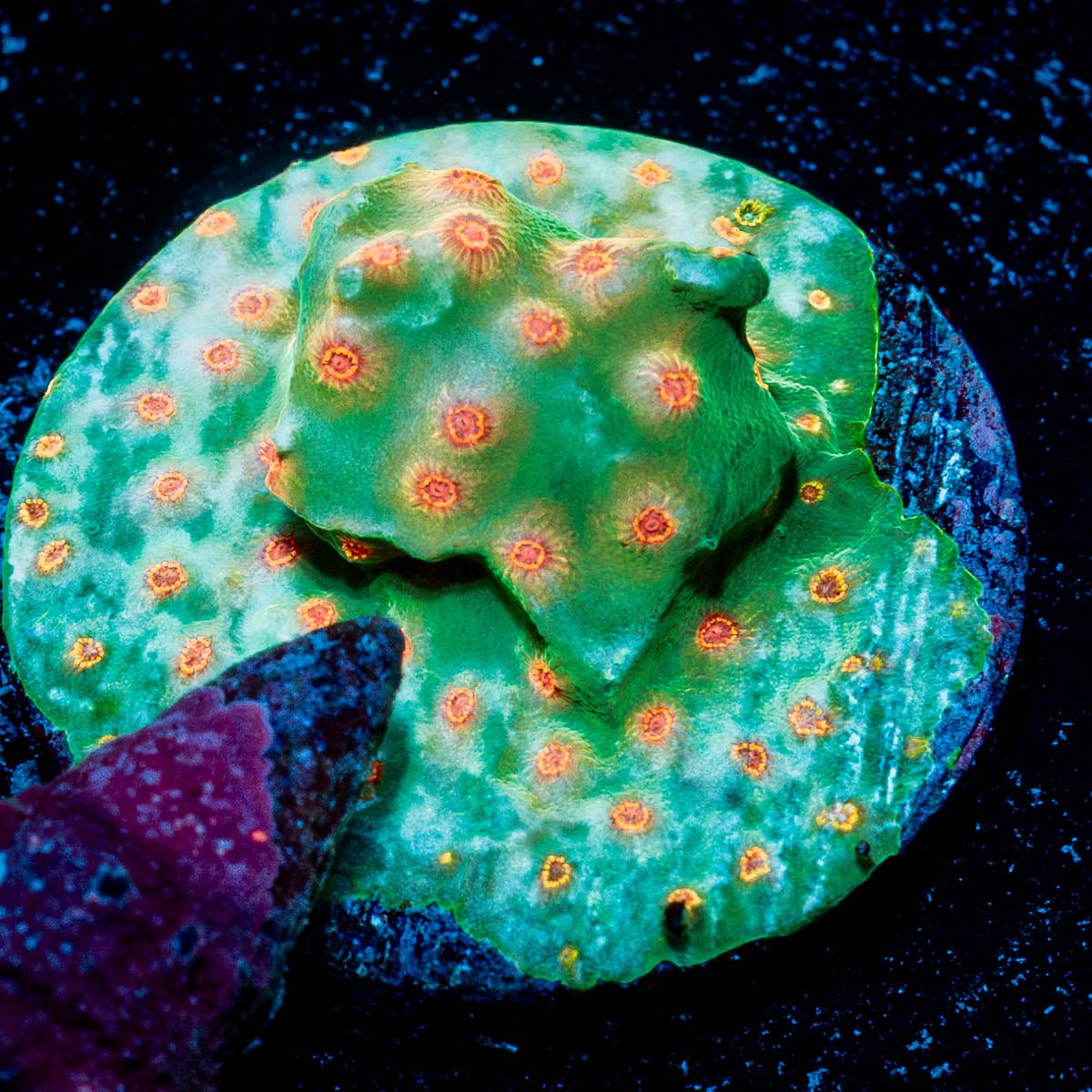 Defcone Cypreastrea - riptide aquaculture llc
