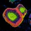 Dragon Soul Favia - riptide aquaculture llc