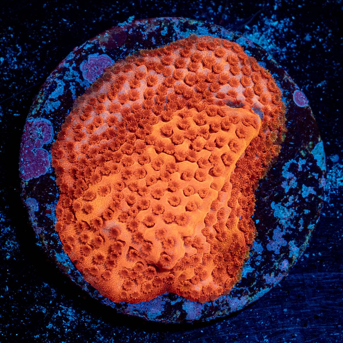 Mega Chrome Montipora - riptide aquaculture llc