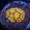 Scorpion King Favia - riptide aquaculture llc