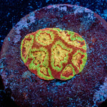 Scorpion King Favia - riptide aquaculture llc
