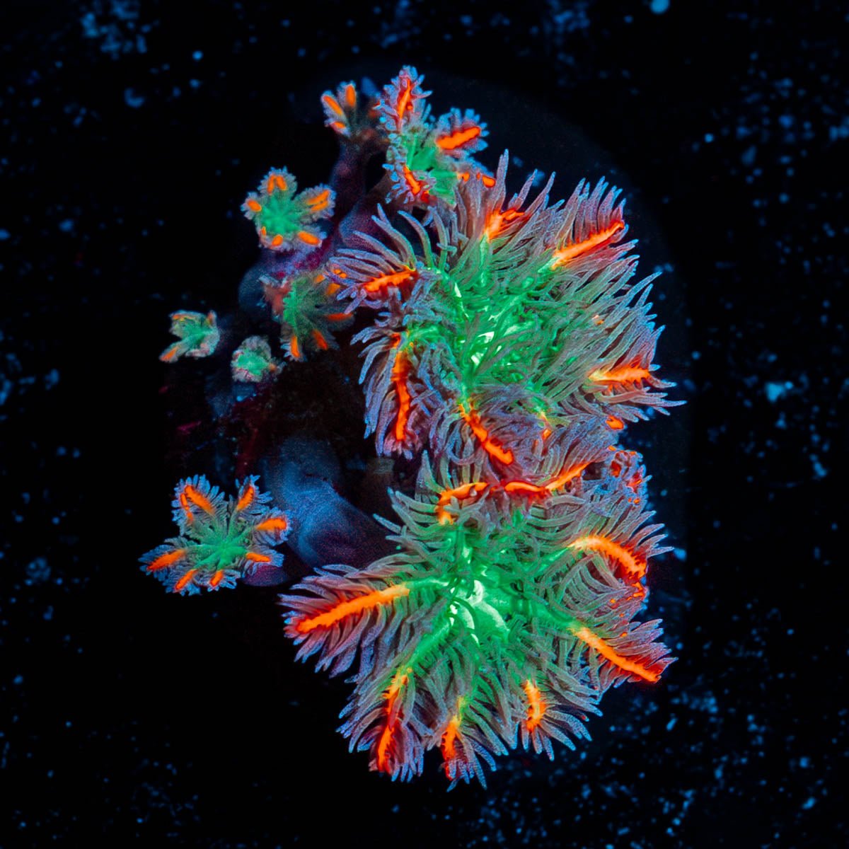 ARC Firework Clove Polyps - riptide aquaculture llc