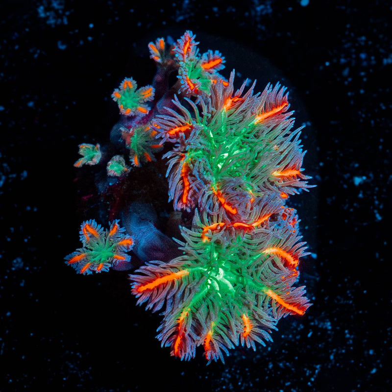 ARC Firework Clove Polyps