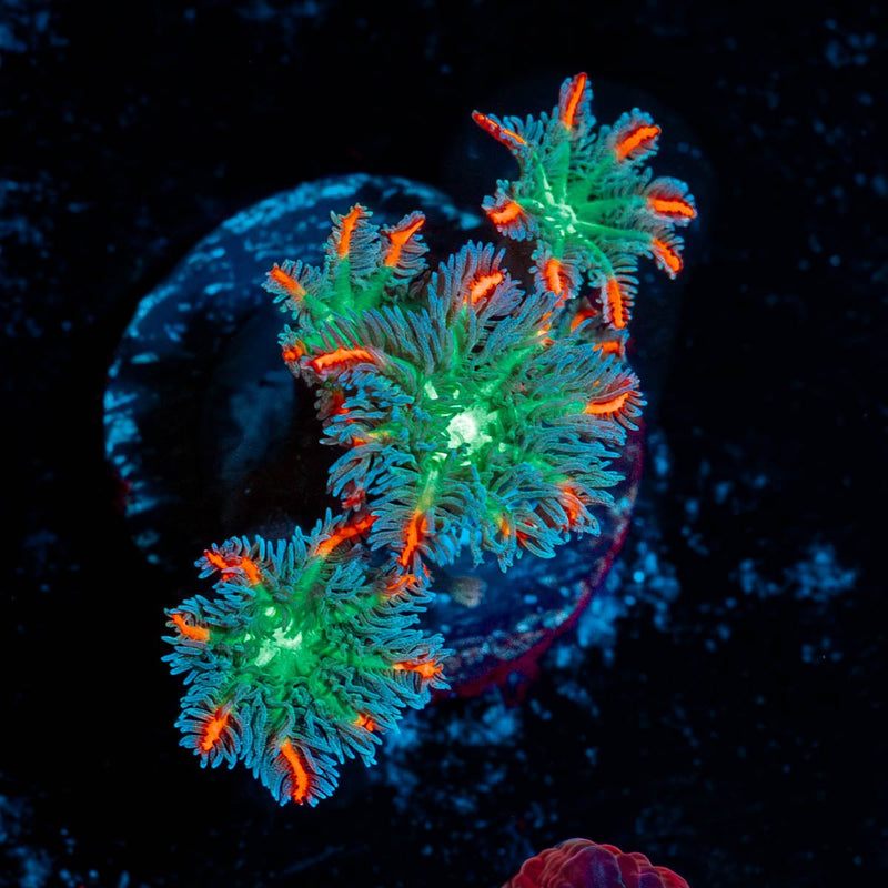 ARC Firework Clove Polyps