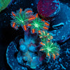 ARC Firework Clove Polyps - riptide aquaculture llc