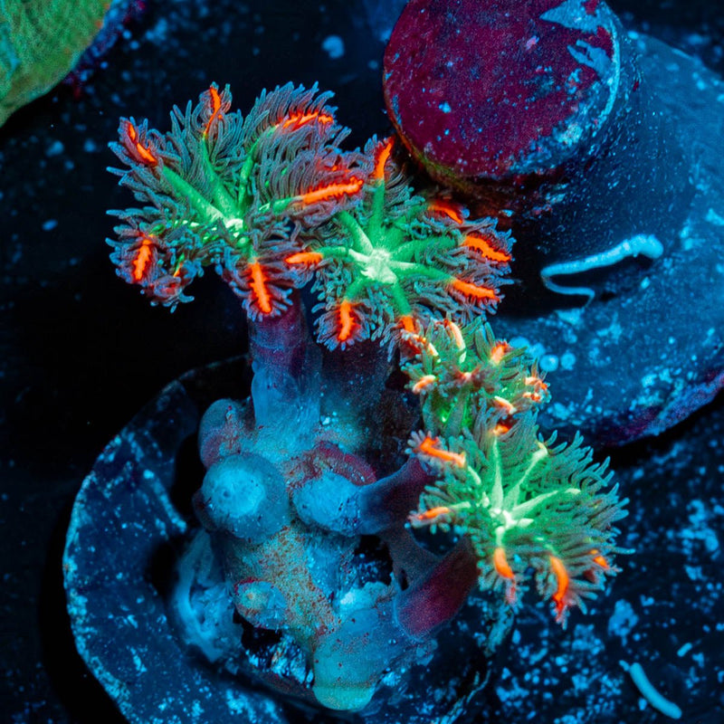 ARC Firework Clove Polyps