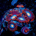 Stitches Zoanthid - riptide aquaculture llc