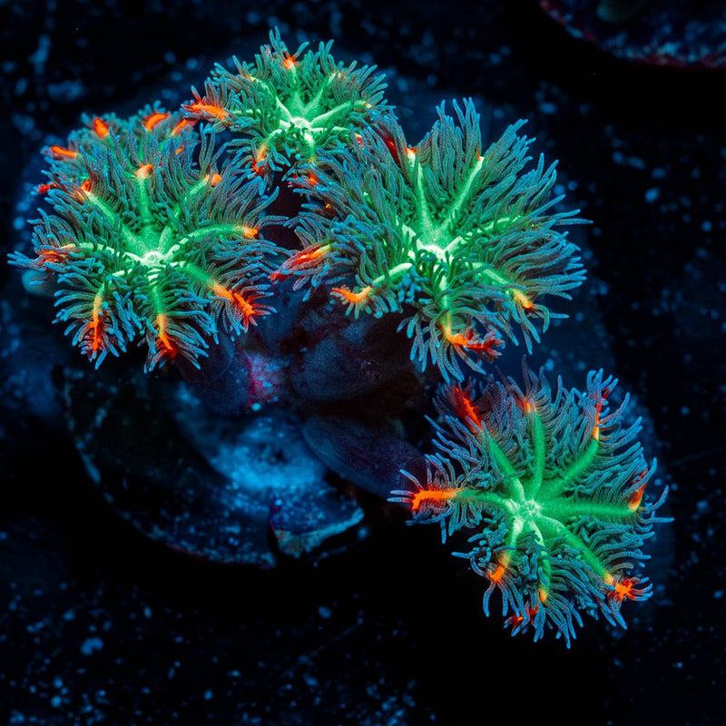 ARC Firework Clove Polyps
