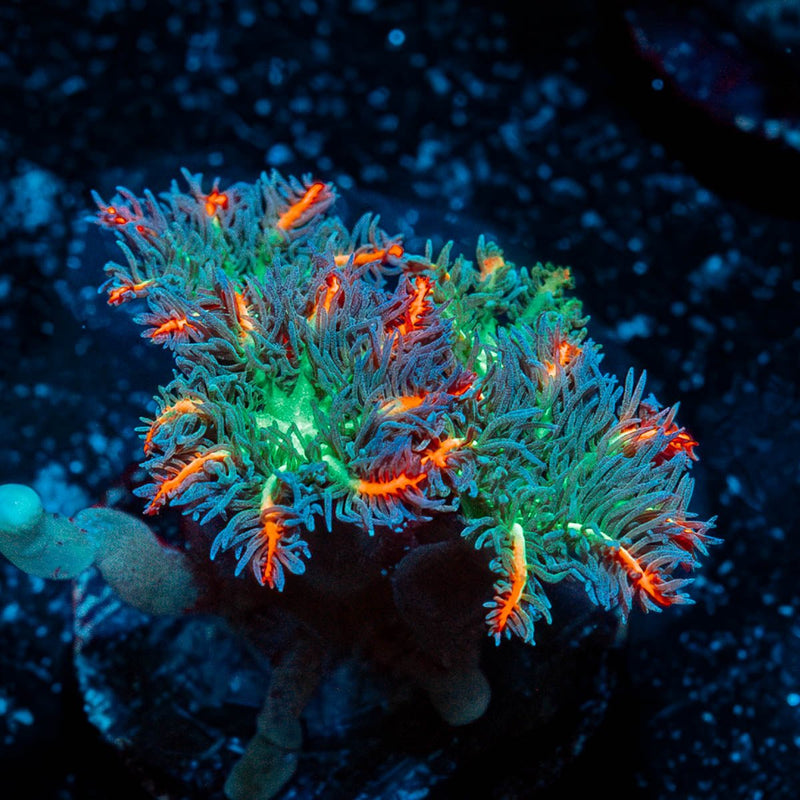 ARC Firework Clove Polyps