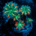 ARC Firework Clove Polyps - riptide aquaculture llc