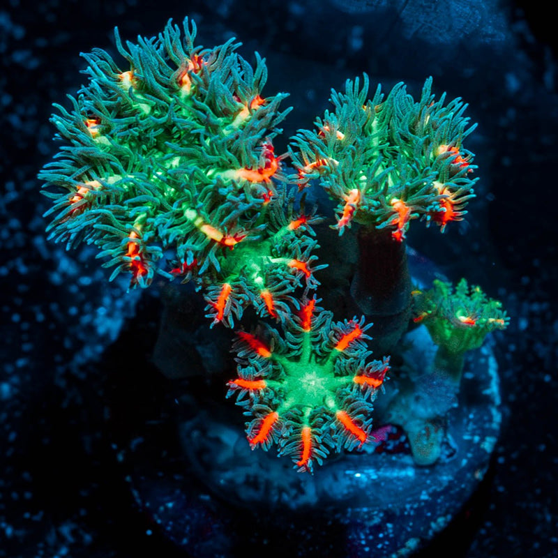 ARC Firework Clove Polyps