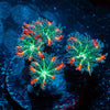ARC Firework Clove Polyps - riptide aquaculture llc
