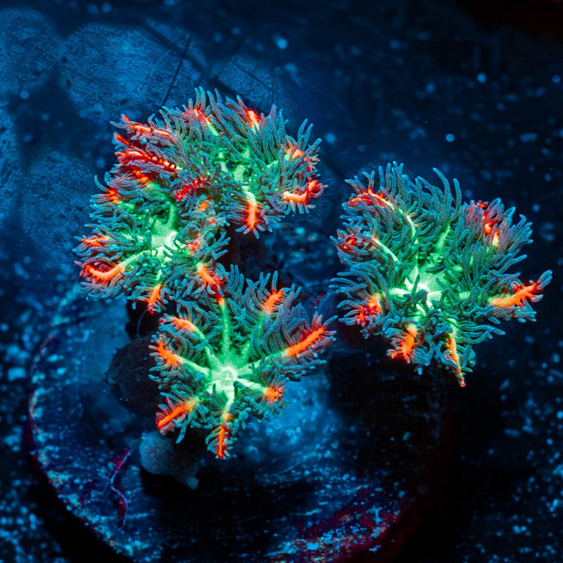 ARC Firework Clove Polyps